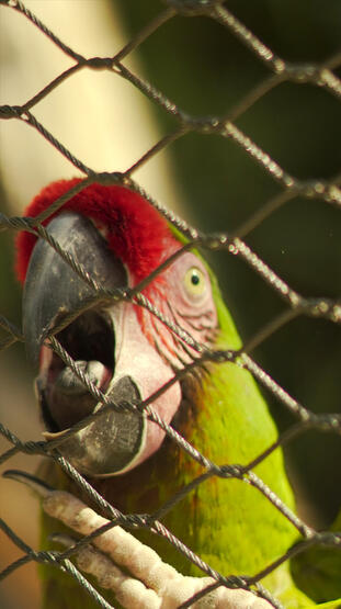 Parrot in the zoo
