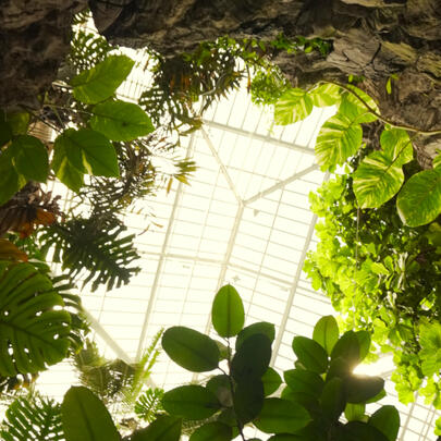 Green house