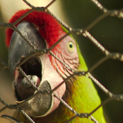 Parrot in the zoo